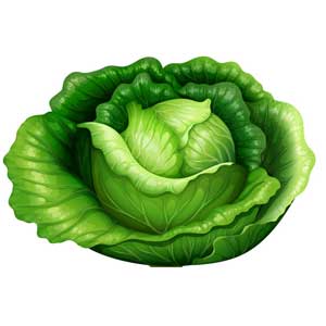 A cabbage