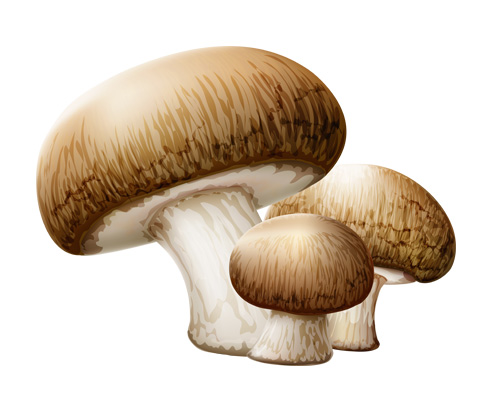 Как будет по английски "ГРИБЫ" - mushrooms